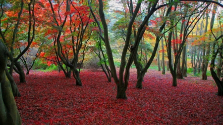 red forest - nature, fun, trees, forest, cool