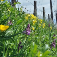 Wild Orchids