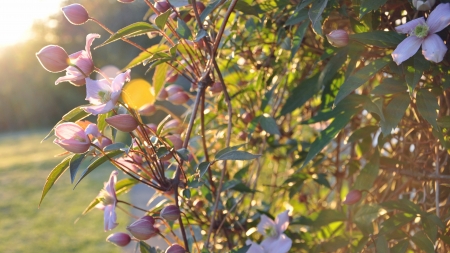 Sunlight Reflection - clematus, flowers, sunset, widescreen