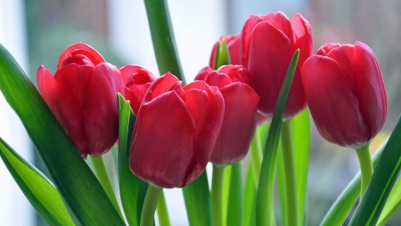 Tulips Against a Window - tulips, phil brown, flowers, widescreen