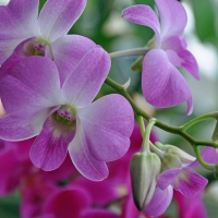 Orchids and Buds