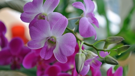 Orchids and Buds - Orchids, Phil Brown, Flowers, Widescreen