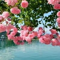 Rambler Roses on Lake Woerth