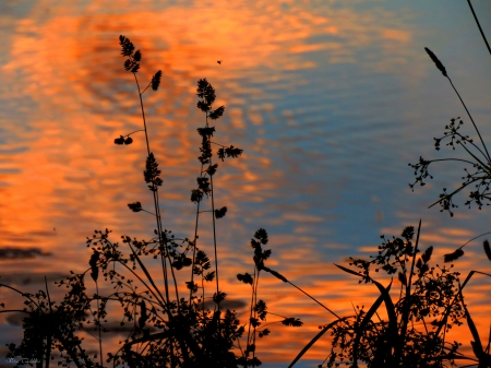 Early morning.. - morning, grasses, summer, pond