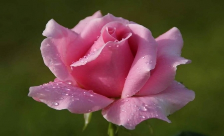 Pink Rose - roses, pink, beautiful, flowers, nature