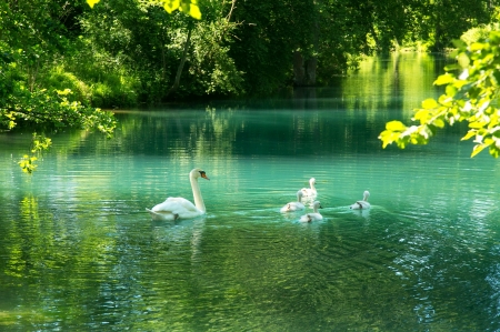 Sensation Of Peace - swans, trees, calm, bavaria, forest, river, beautiful, green, family, shrubs, germany, birds