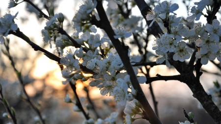 Blossom At Sunset - phil brown, blossom, flowers, sunset, widescreen