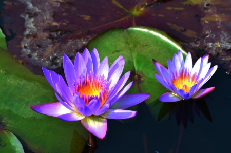 Blue Lotus - blossoms, pond, park, waterlily, leaves