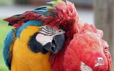 Cougar Mountain Zoo II. - animals, wallpaper, nature, wilderness, parrot, wild, sweet, cute, wild animals, birds