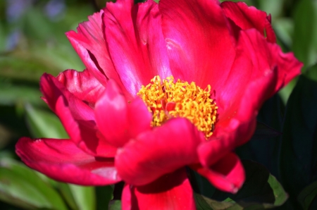 Pink Peony - garden, petals, spring, blossom, colorful