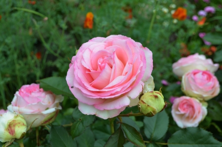 English Rose - buds, blossoms, petals, garden, flower