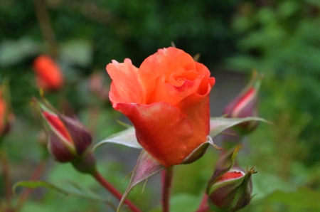 Orange Rose - leaves, blossom, buds, garden