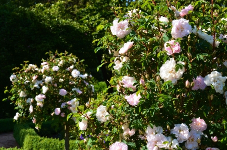 Roses - bush, blossoms, petals, park, leaves