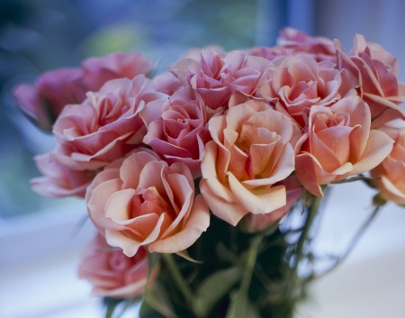 Bouquet of Roses - blossoms, petals, leaves, flowers, vase