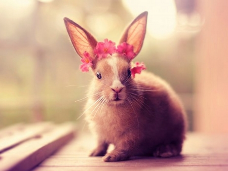 Bunny - rabbit, photography, cute, bunny, sweet