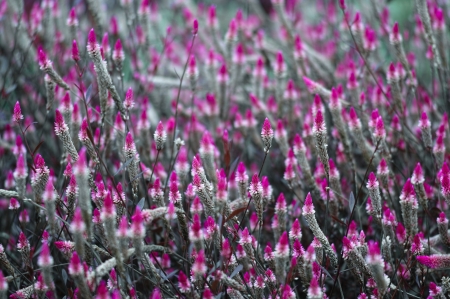 Pink flowers - grey, pink, summer, field, flower