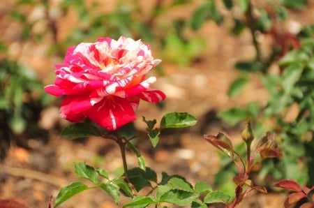 Papagena Rose, Ooty Garden, India - white, red, petals, park, blossom, leaves, flower