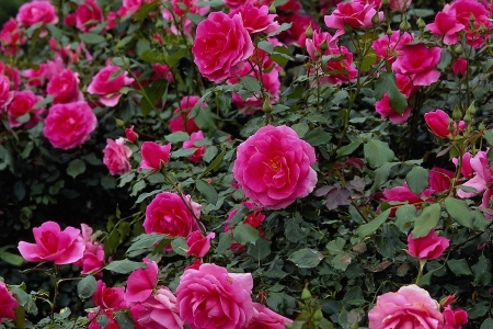 Colorful Rose - blossoms, pink, petals, park, leaves, plants