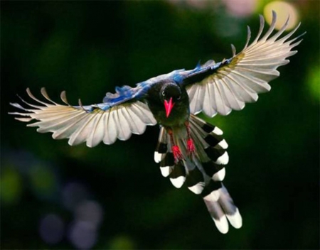 Beautiful Bird - birds, animal, fly, wings