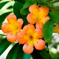 Lovely Yellow Flowers