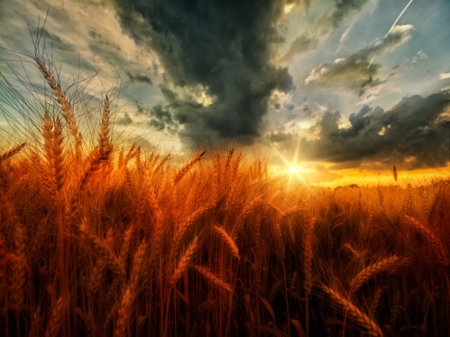 Sunset over  wheat field - sky, field, clouds, sun