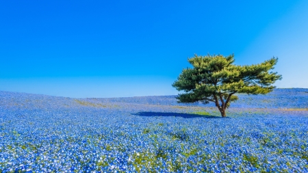 Amazing Scenary - tree, field, flowers, landscape