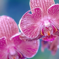 Orchid