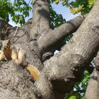 Backyard Squirrel