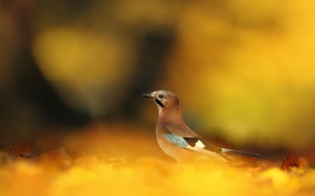 Autumn Bird - bird, autumn, fallen, joy, leaves