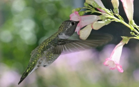 Flying diamond - abstract, bird, photography, wilderness, wild animals, nature, hummingbird, animals, wildlife, wild, wallpaper