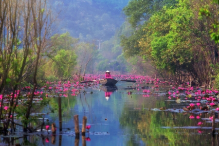 River Flowers - trees, boat, Waterlilies, asia, pink