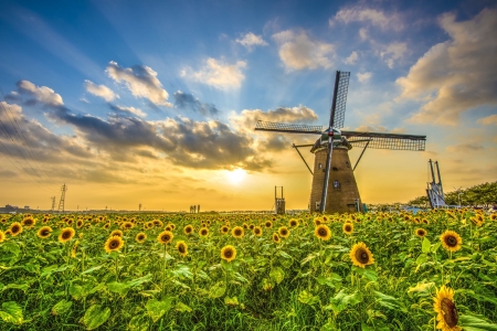 Sunflowers Field - sky, blossoms, leaves, windmill, sunset, flowers