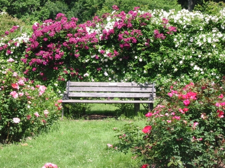 Bench with Roses - blossoms, bushes, grass, colors, park