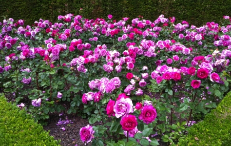 Rose Garden of Coloma, Belgium - white, blossoms, pink, petals, colorful, leaves