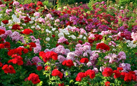 Colors of Roses - white, blossoms, pink, red, leaves, plants, garden