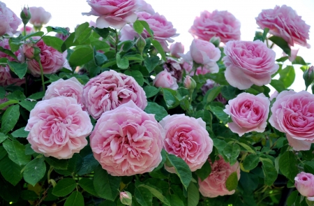 Pink Roses - buds, blossoms, bush, leaves, garden