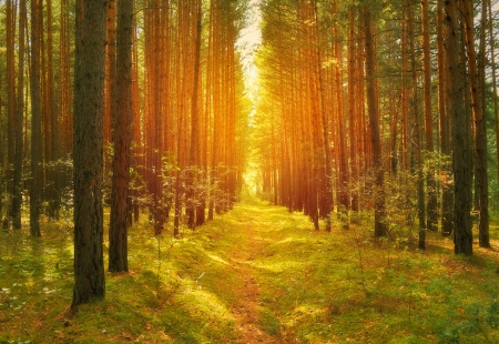 Path in the wood - moss, forest, road, light