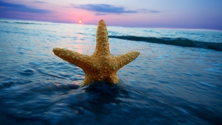 Starfish - beach, sunset, sea, sun