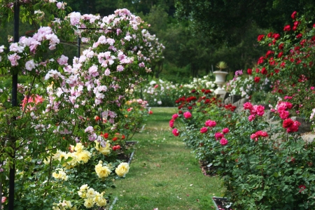 Rose Garden - white, blossoms, yellow, red, park, leaves, plants, flower