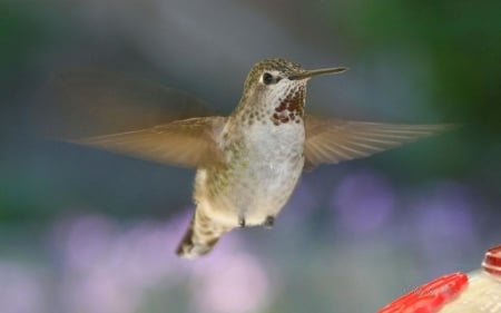 Flying diamond II. - wildlife, animals, photography, wallpaper, bird, abstract, wilderness, wild, hummingbird, wild animals