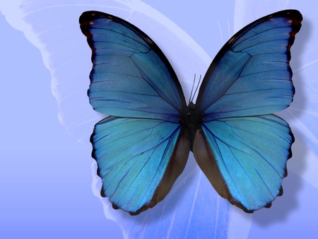 BLUE BUTTERFLY - butterfly, blue, wings, insect, wallpaper