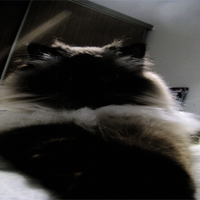 Bailey   FotoSketcher   Himalayan Cat