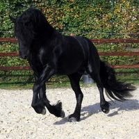 Friesian