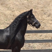 Friesian Silhouette