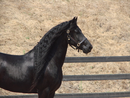 Friesian Silhouette - horses, animals, friesland, friesian, friesian stallion