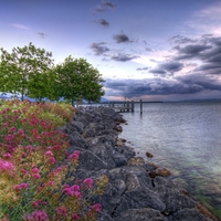 flower at the shore