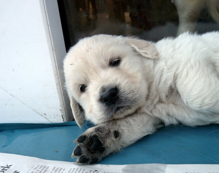 chilling out - retriever, wet, friend, love, looking, pet, nose, standing, stand, look, puppy, nice, loyal, golden