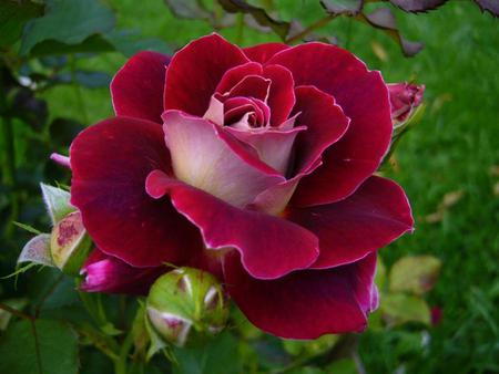 Red rose - flowers, roses