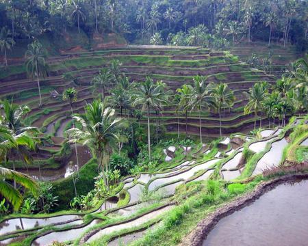 Palms - palms, nature