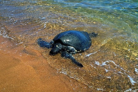 Tortoise - tortoise, water, nature, sea animals, animals